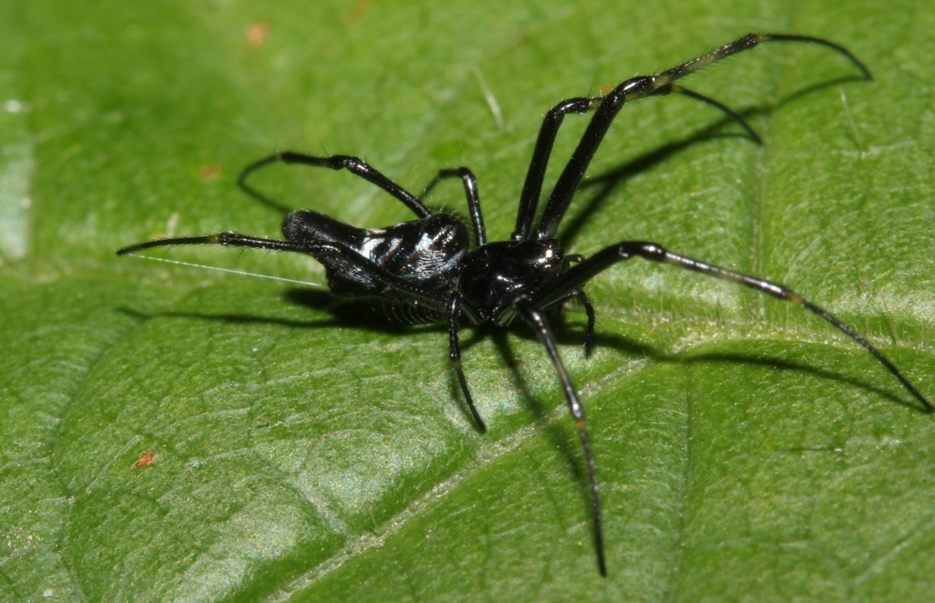 Leucauge caudacuta