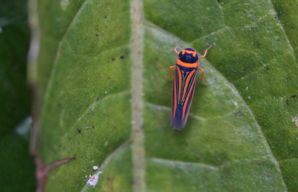 Ramosulus corrugipennis
