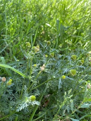 Matricaria discoidea