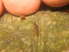 Anochetus