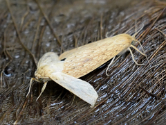 Leucanopsis strigulosa