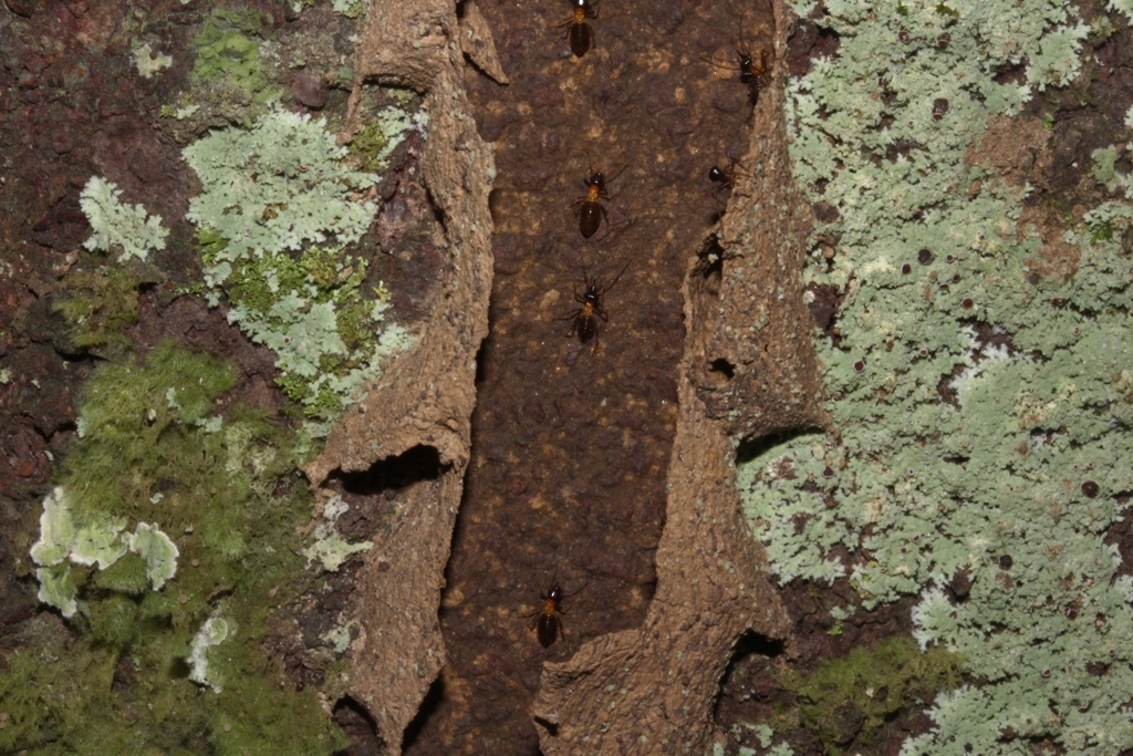 Constrictotermes cavifrons