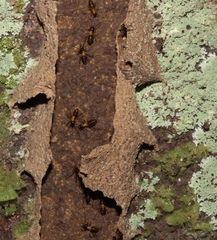 Constrictotermes cavifrons