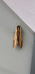Sphinx kalmiae