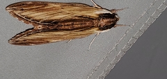 Sphinx kalmiae