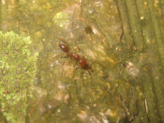 Anochetus