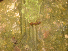 Anochetus