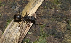 Dolichoderus lugens