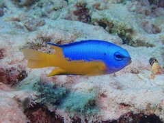 Pomacentrus auriventris