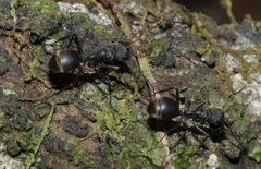 Dolichoderus lugens