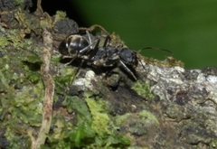 Dolichoderus lugens