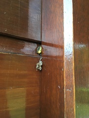 Megachile versicolor