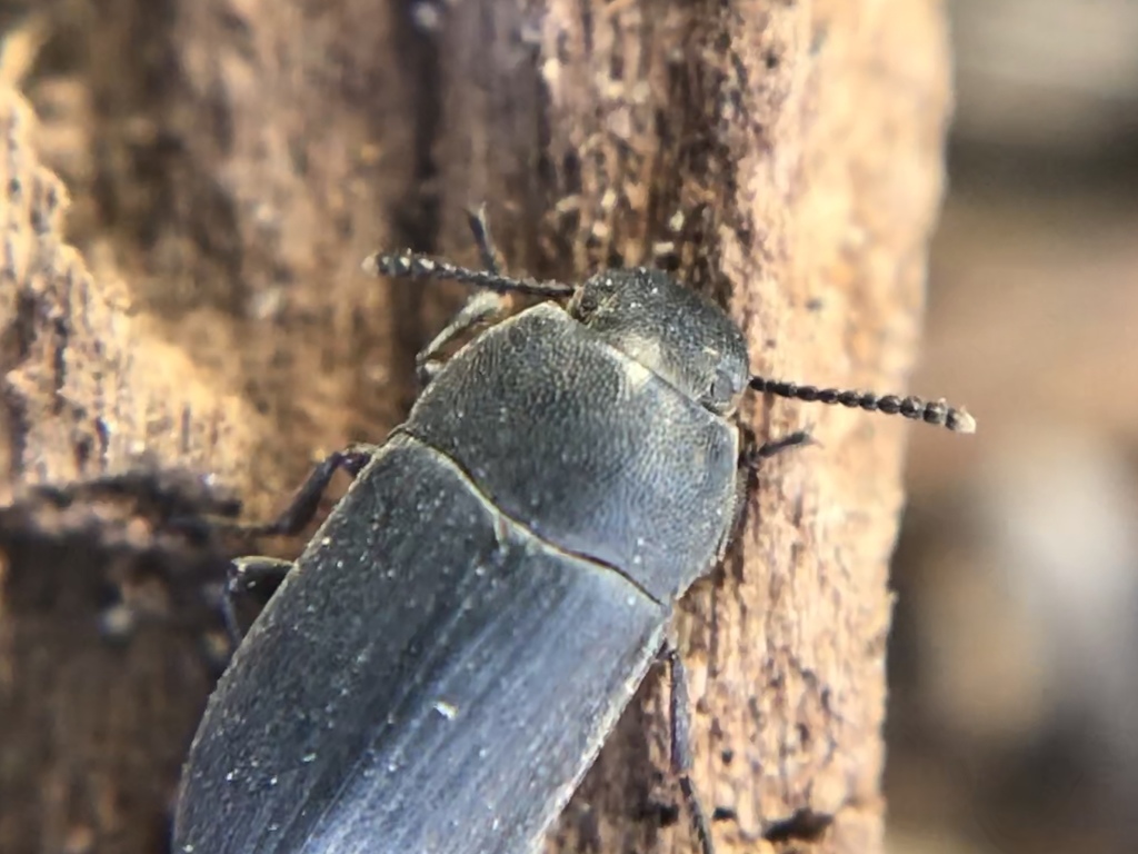 Blapstinus substriatus