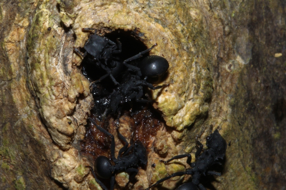 Cephalotes opacus