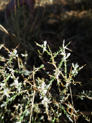 Yellowthorn Daisy (Amphiglossa triflora)