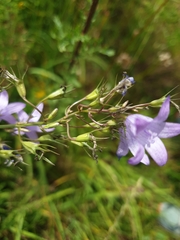 Campanula rapunculus