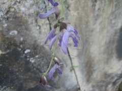Salvia miltiorrhiza
