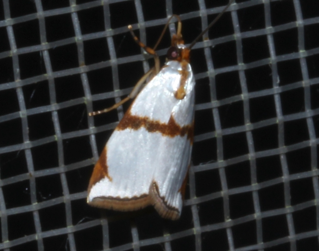 Argyria croceivittella