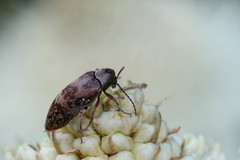 Araeopidius monachus