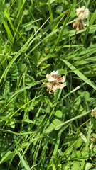 Trifolium repens