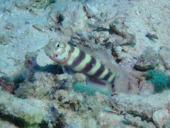 Amblyeleotris wheeleri