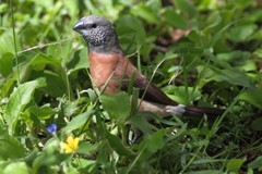 Spermestes griseicapilla