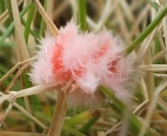 Laetisaria roseipellis