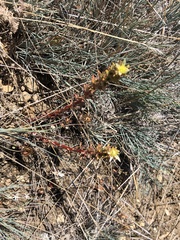 Sedum radiatum