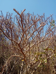 Cnidoscolus megacanthus