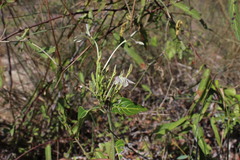 Ecbolium syringifolium