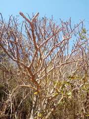 Cnidoscolus megacanthus