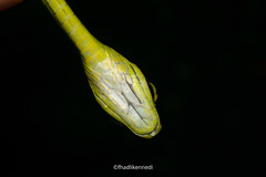 Dendrelaphis formosus