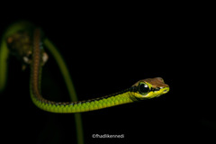 Dendrelaphis formosus