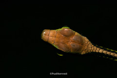 Dendrelaphis formosus