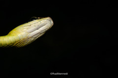 Dendrelaphis underwoodi