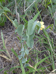 Abutilon austro-africanum