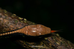 Dendrelaphis underwoodi