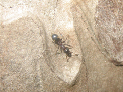 Dolichoderus sibiricus