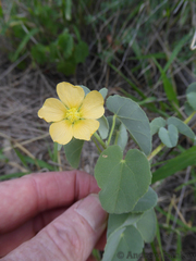 Abutilon austro-africanum