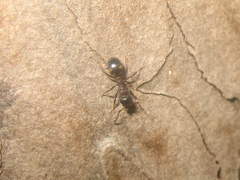 Dolichoderus sibiricus