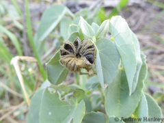 Abutilon austro-africanum