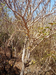 Cnidoscolus megacanthus