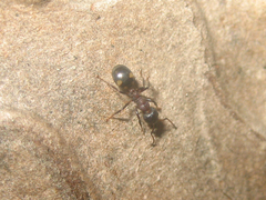 Dolichoderus sibiricus
