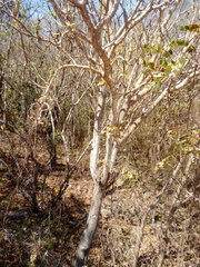 Cnidoscolus megacanthus