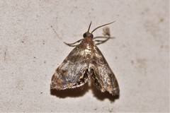 Paracataclysta fuscalis