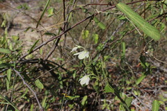 Ecbolium syringifolium