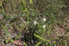Ecbolium syringifolium
