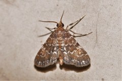 Parapoynx tenebralis