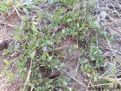 Blepharis subvolubilis