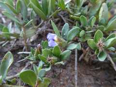 Blepharis subvolubilis